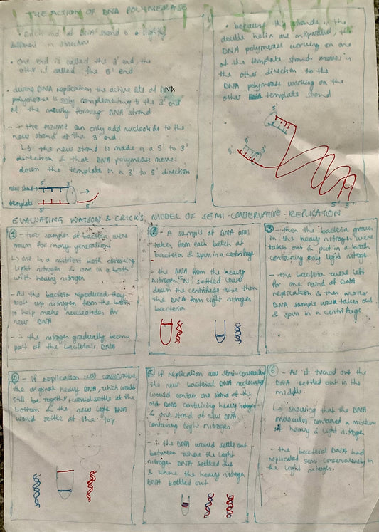 The action of DNA polymerase, analysing Watson and Crick's model of semi-conservative replication