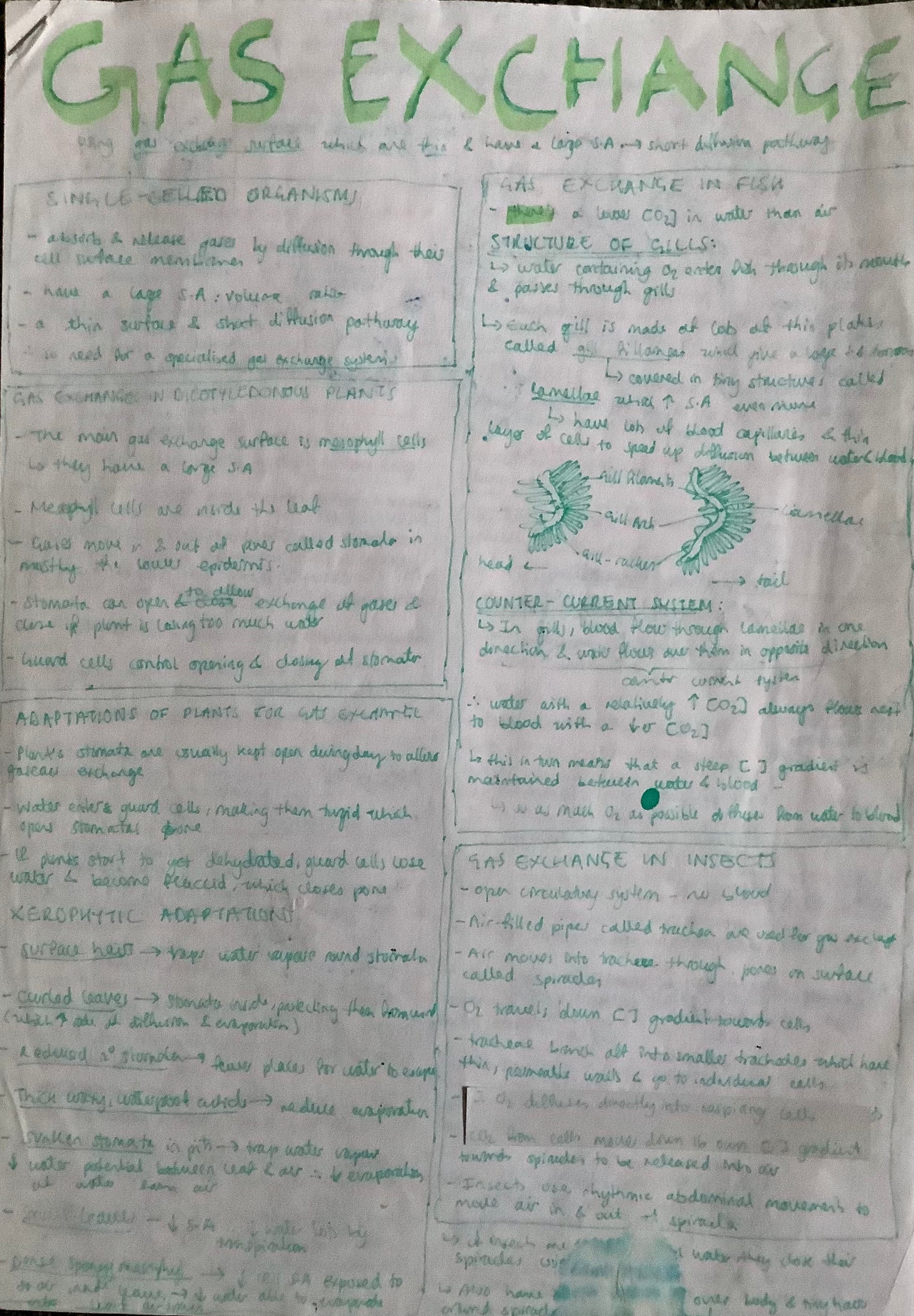 Gas Exchange: single celled organisms, gas exchange in dicotyledonouns, gas exchange in fish, adaptations of plants for gas exchange, gas exchange in insects