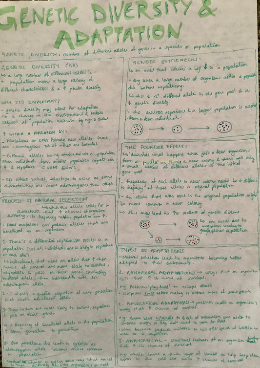 Genetic diversity; why it's important, how genetic diversity increases, genetic bottle necks, process of natural selection, the founder effect, types of adaptations