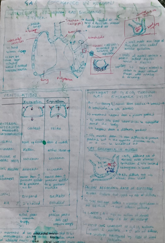 Gas Exchange in humans: structure of lungs, ventilation, movement of oxygen and carbon dioxide through gas exchange system, factors affecting rate of diffusion