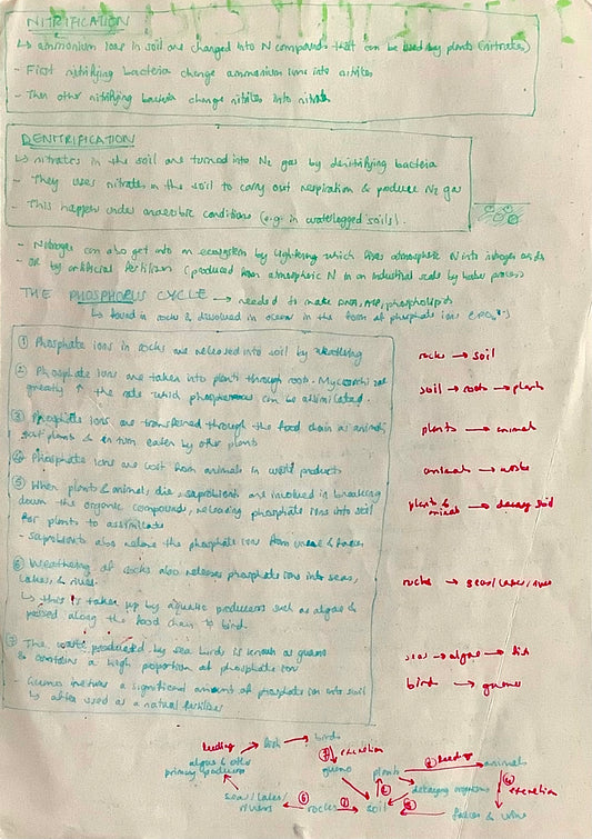 nitrification, denitrification, phosphorus cycle