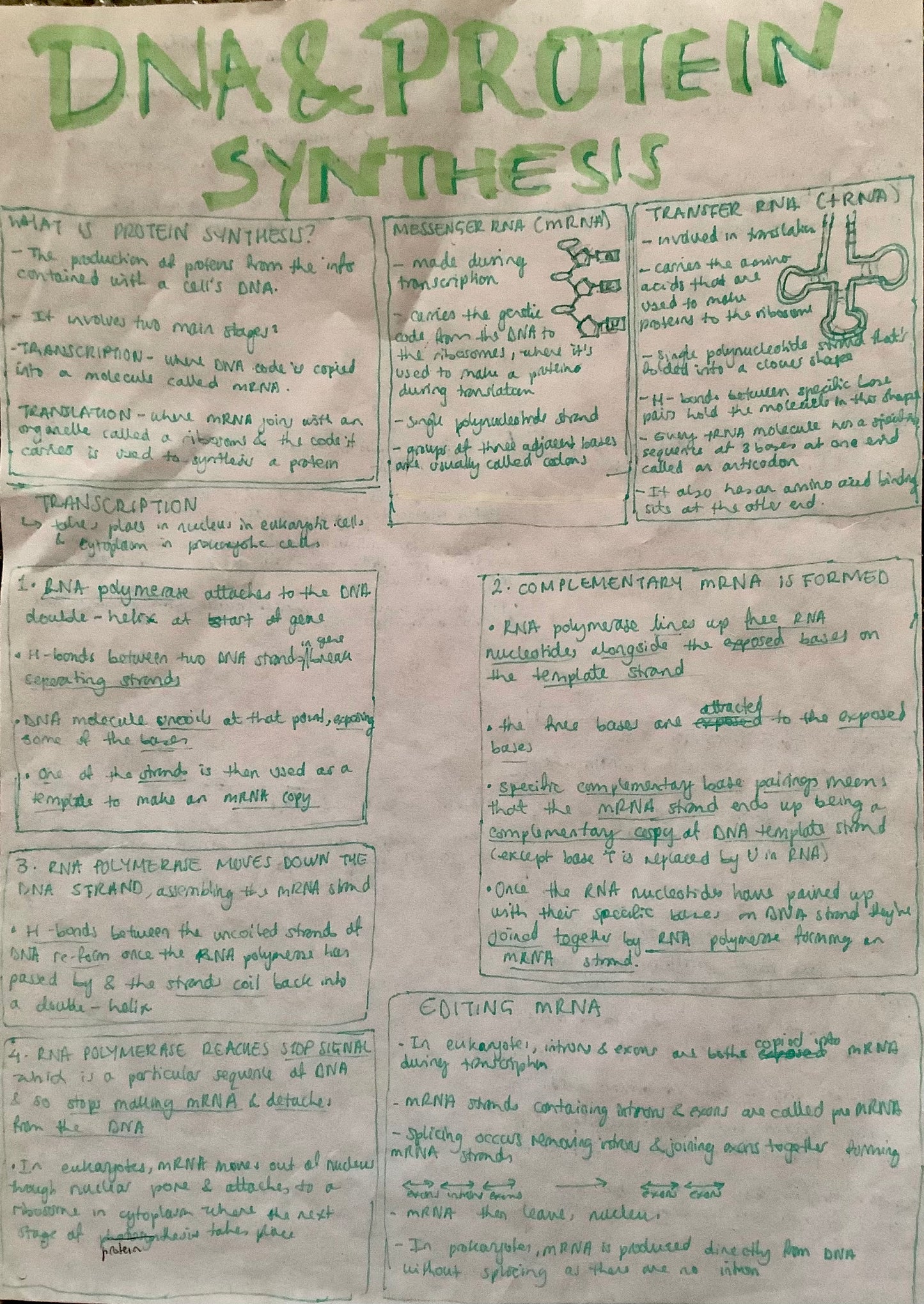 What is protein synthesis?; Messenger RNA; Transfer RNA; Transcription; editing mRNA