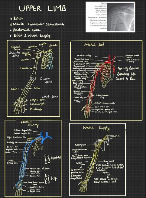 Upper Limb Anatomy Courses - Persevering Medic