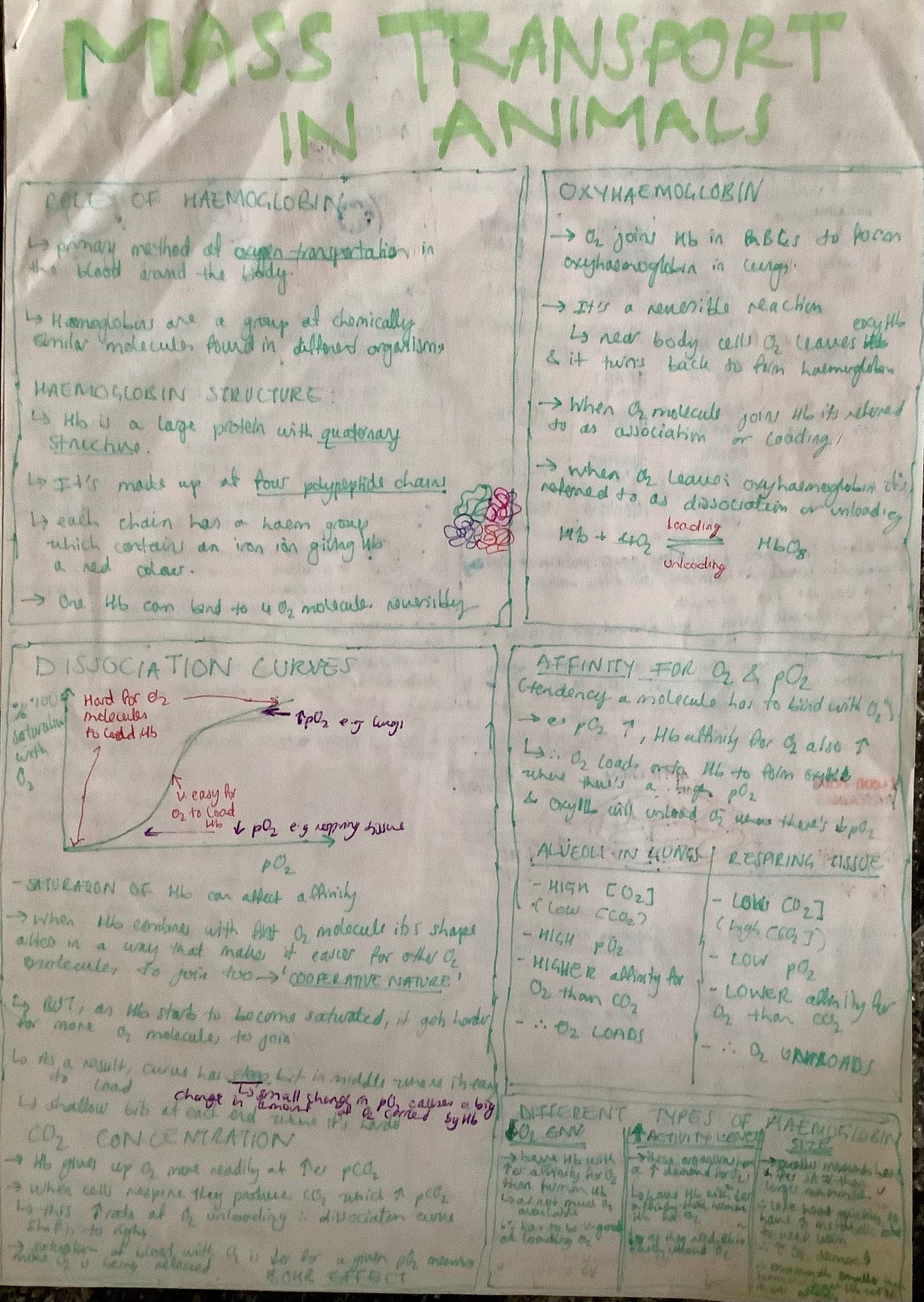 3.5 Energy transfers in and between organisms: Free A-Level Biology Notes