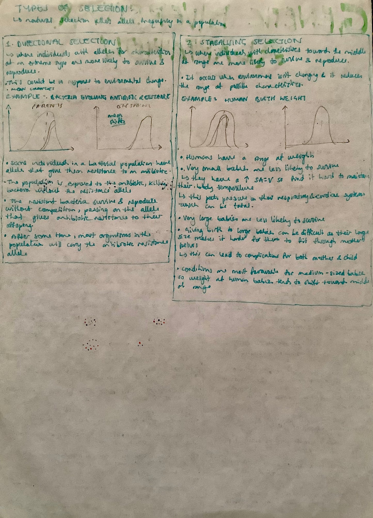 Types of selection: directional selection, stabilising selection