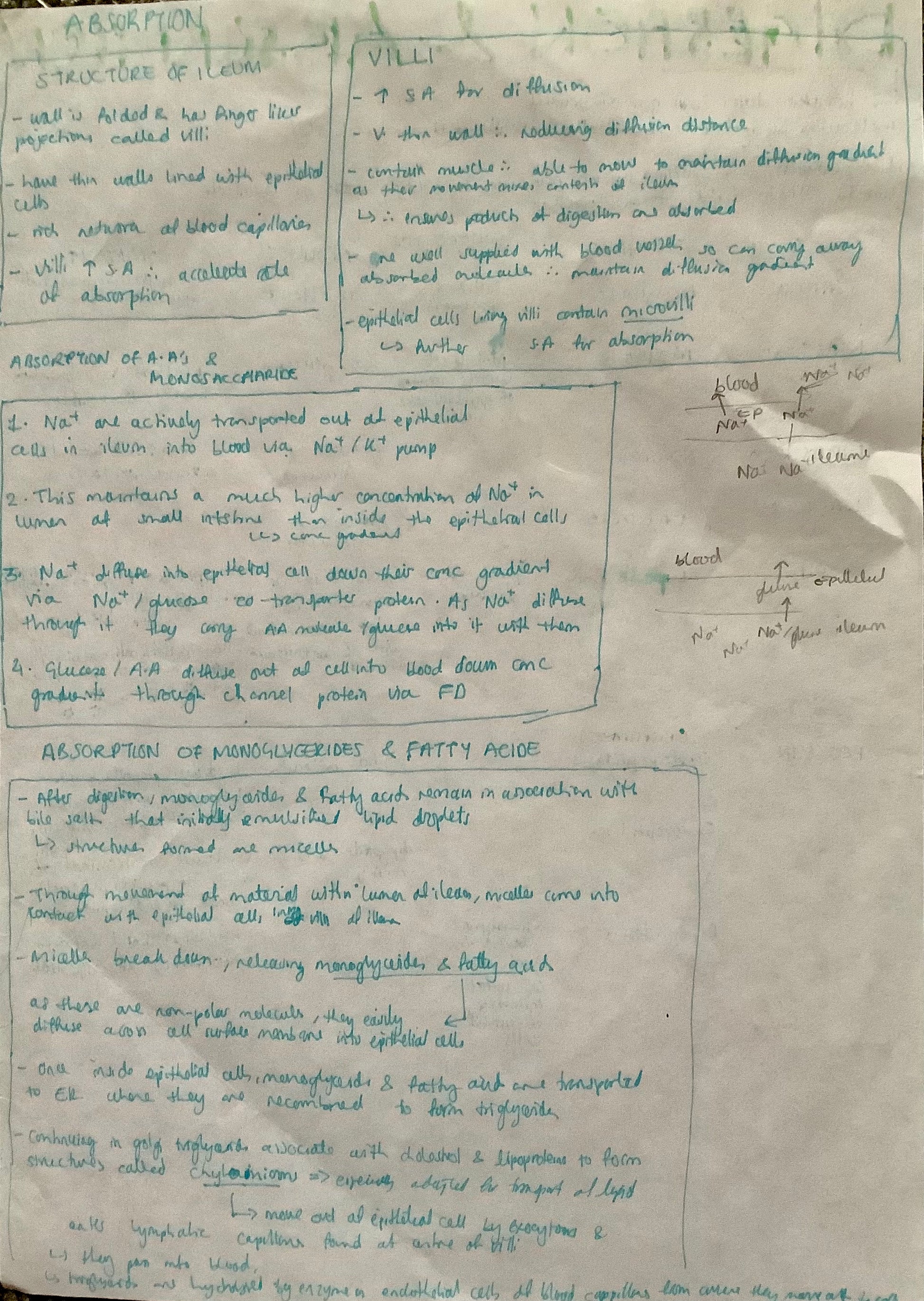 Absorption: structure of ileum, villi; Absorption of amino acids and monosaccharides; absorption of monoglycerides and fatty acids