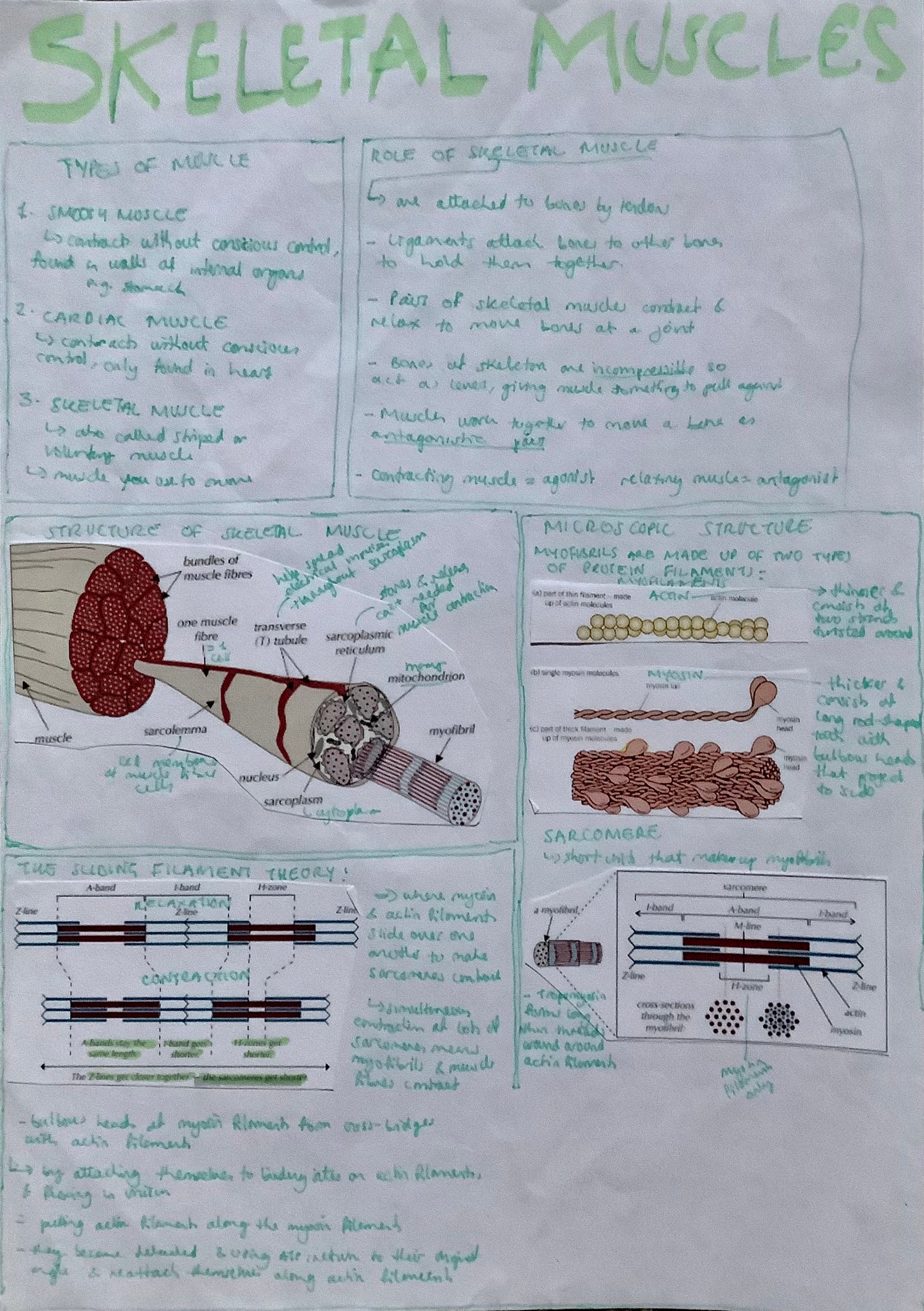 3.6 Organisms respond to changes in their internal and external environments